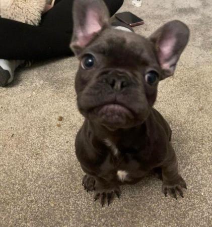 Image 4 of Beautiful French bulldog puppy ready for his new sofa