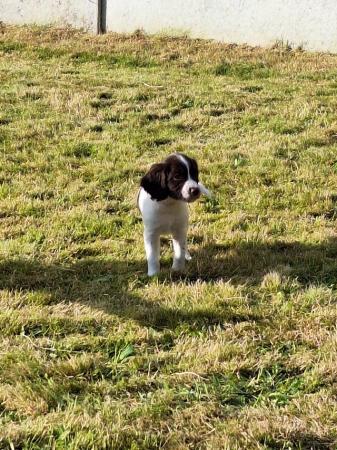Image 18 of Champion line beautiful english springer spaniels puppies