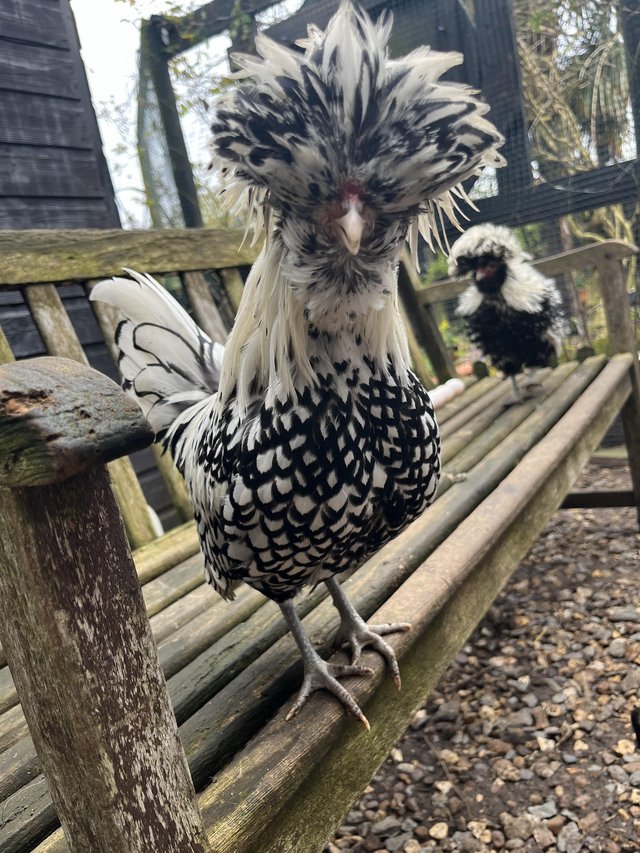 Preview of the first image of Polish silver laced cockerels.