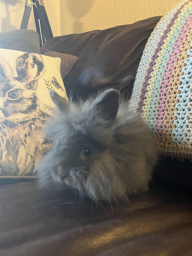 Preview of the first image of Lovely little Lionhead boy, 10wks..