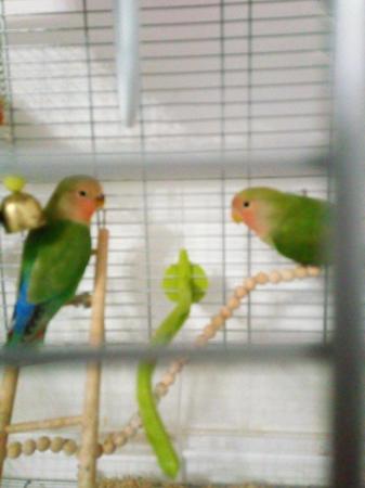 Image 5 of Gorgeous Green young Peachface Lovebirds
