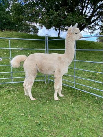 Image 2 of BAS registered proven breeding male alpaca, top genetics.