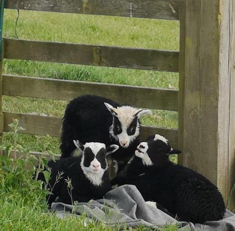 Image 10 of Shetland Sheep in beautiful colours. Pets, breeding, showing