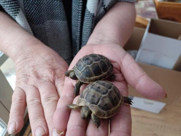 Image 8 of Tortoise licenced spurthigh  babies available now