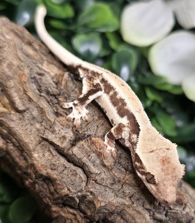 Preview of the first image of Stunning collection of lily whites/normal crested gecko's.
