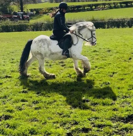 Image 13 of Gorgeous ride and drive 5yo 13.2 very chunky gelding
