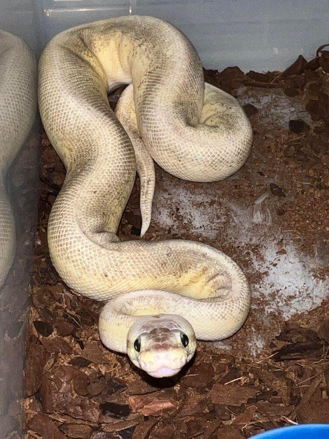 Preview of the first image of Variety morph ball pythons male & female.