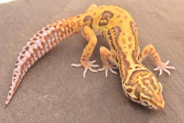 Image 8 of 2023 Leopard gecko Hatchlings available