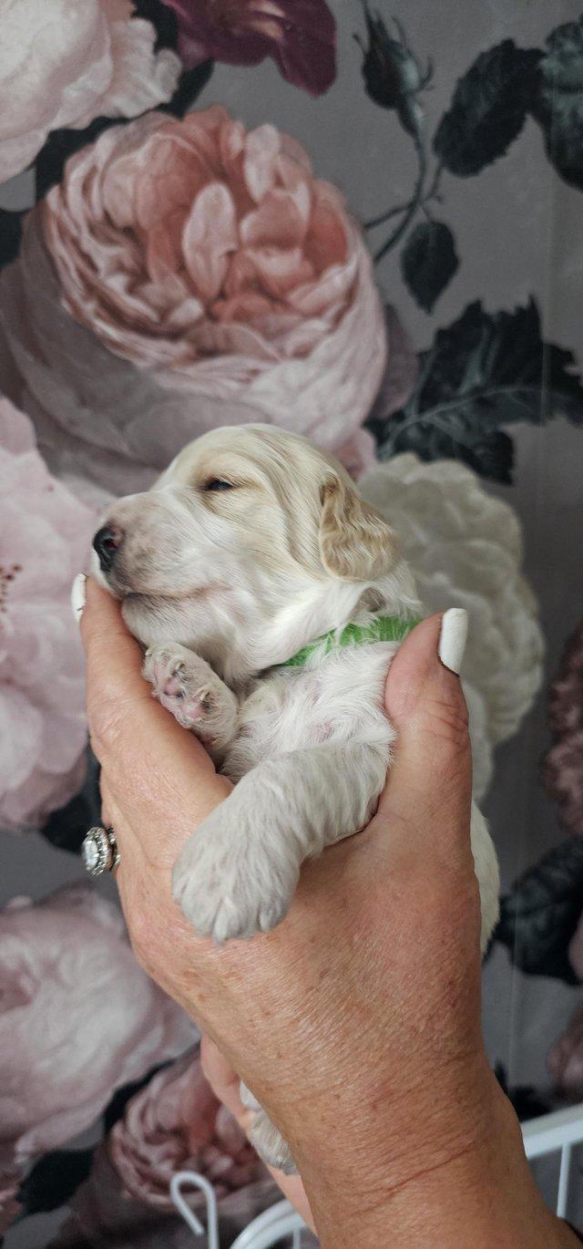 Preview of the first image of 6 x f2b cockapoo pups ready 3/6/24.