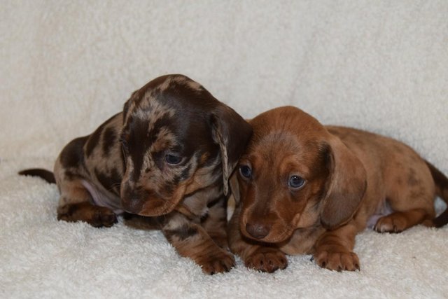 Image 13 of MINIATURE SMOOTH DACHSHUND PUPPIES