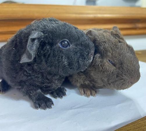 Image 1 of Baby teddy Guinea pigs! Selfs, choc and Black