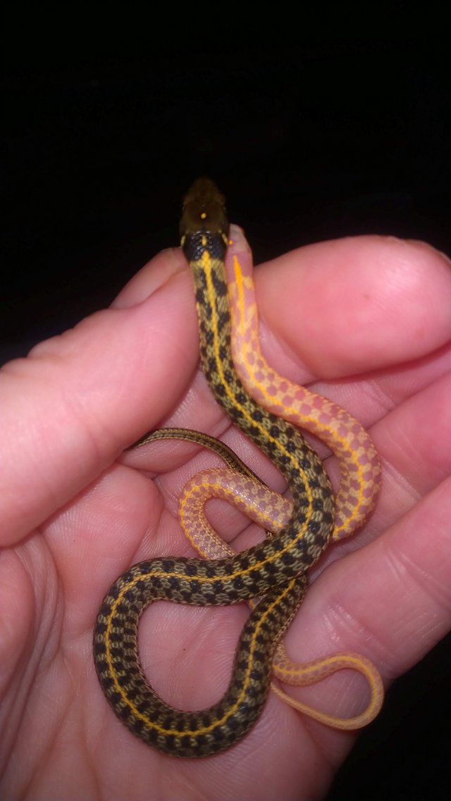 Preview of the first image of Wanted Checkered Garter Snakes.