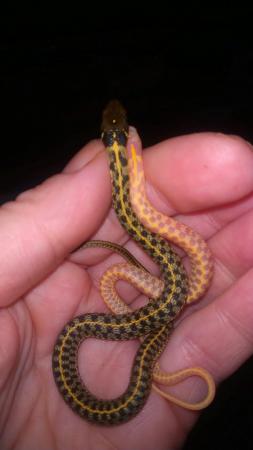 Image 1 of Wanted Checkered Garter Snakes