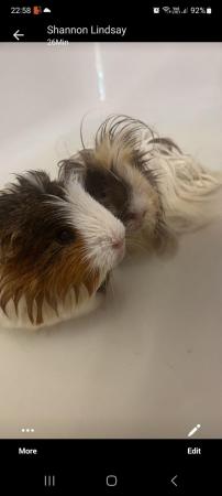Image 3 of 2x male friendly guinea-pigs