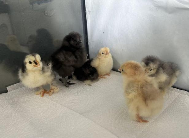 Image 2 of 1 Frizzle Pekin & 3 silkie chicks