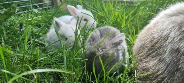 Image 1 of ** SOLD **available in 6 weeks pure breed mini lop rabbits