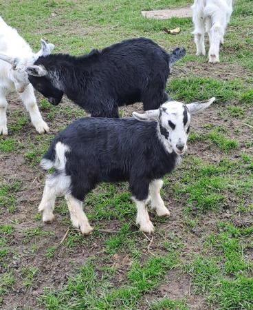 Image 3 of Beautiful pure pygmy kids available
