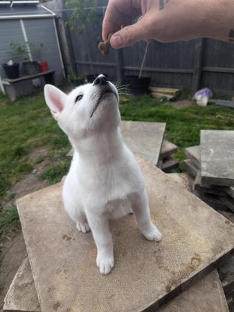 Image 15 of Stunning Husky-Akita puppies ready for new homes now!