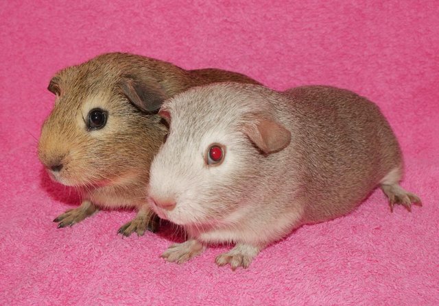 Image 4 of Baby Boar guinea pigs for sale