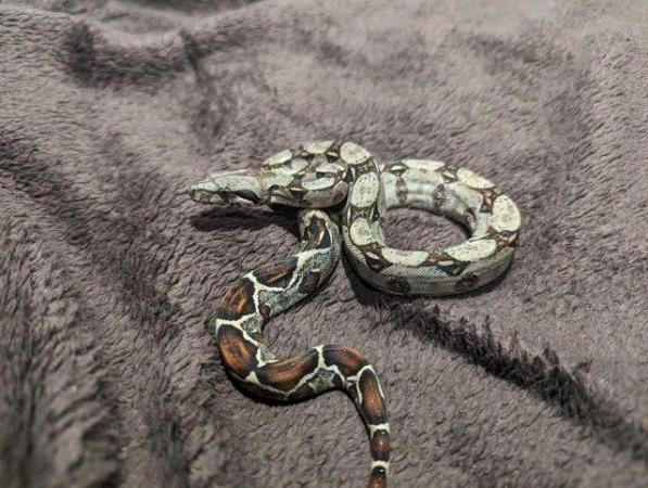 Image 15 of Baby Boa Constrictor Imperator
