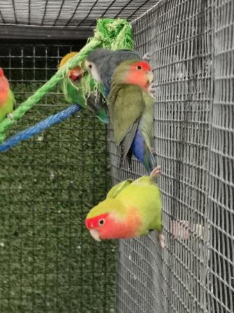 Image 3 of Stuning lovebirds pairs available.
