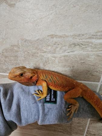 Image 4 of Male red hypo translucent morph bearded dragon
