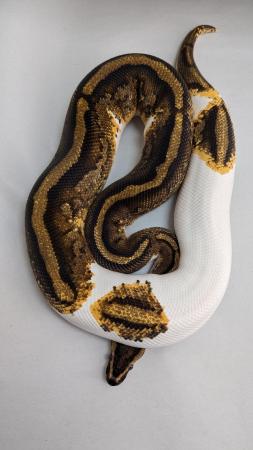 Image 3 of Cb20 yellowbelly genex pied royal python