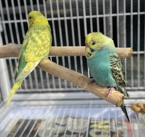Image 4 of 3 month old baby budgies, all colours £25