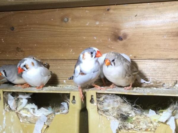 Image 5 of Mixed Finches For Sale Male  Female