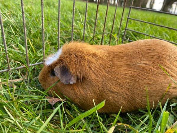 Image 1 of Unrelated adult breeding pairs of guinea pigs