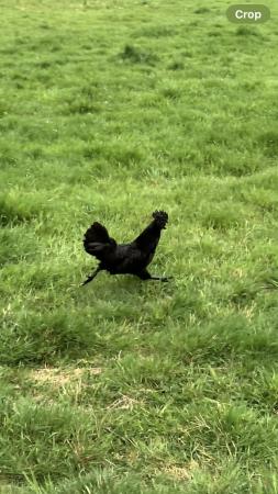 Image 2 of 7 months old pure Ayam cemani cockerel