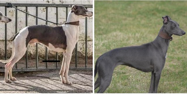 Image 3 of Stunning KC Whippet Pups For Sale