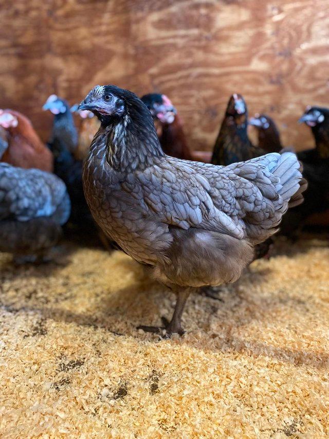 Preview of the first image of Chickens for Sale | Various Breeds | Hybrid Hens.