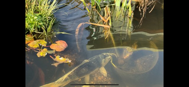 Image 1 of Large Koi for sale - Chesterfield