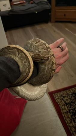 Image 3 of Ball Python Snake Collection For Sale