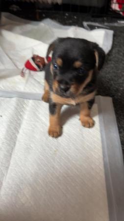 Image 9 of Last little puppy for sale looking for his foreve ready now