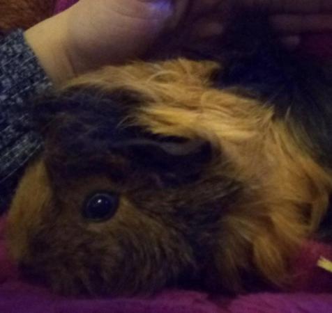 Image 5 of Gorgeous female baby guinea pigs