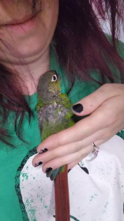 Image 2 of Sweet little baby green cheek conure 9 Weeks not ready yet!