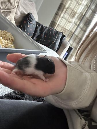 Image 1 of Baby hamsters for sale.