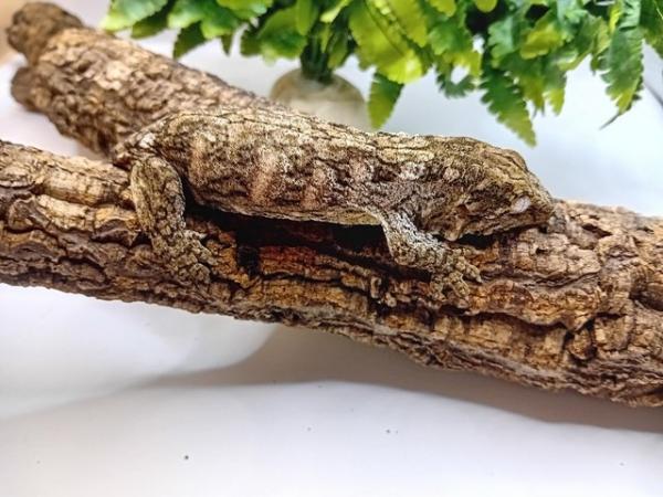 Image 7 of Gorgeous baby freidel line leachie gecko for sale!!!