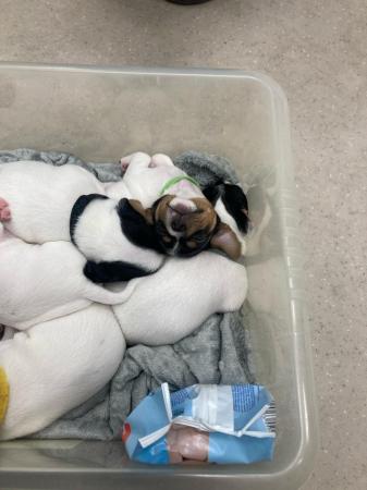 Image 9 of Jack Russell puppies ready to go in 3 weeks