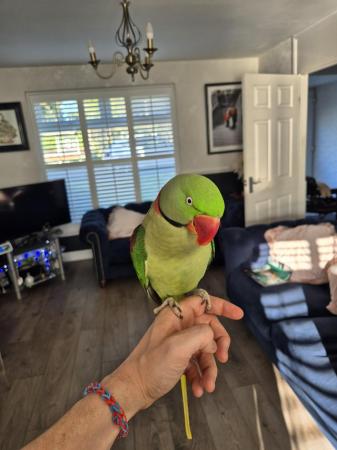 Image 1 of Hand tame Alexandrine parrot