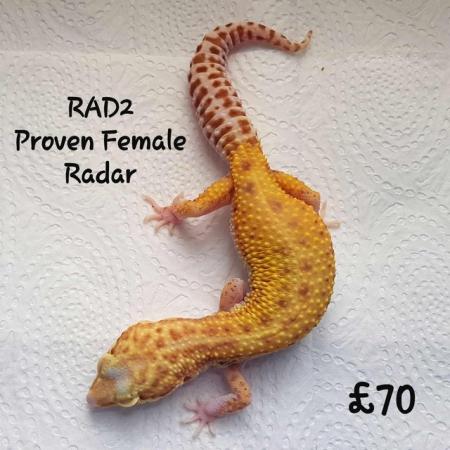 Image 13 of Leopard Geckos Available For New Homes