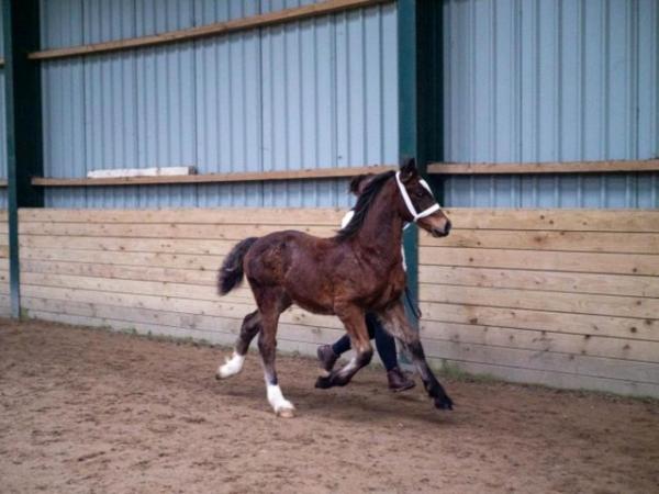 Image 2 of Welsh Section D Yearling Colt