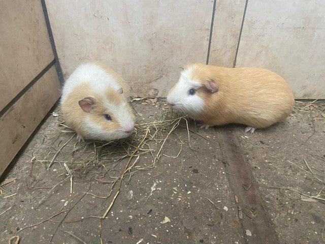 Preview of the first image of 2 Male guinea pigs born 21/08/23.