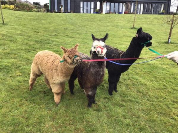 Image 3 of A delightful group of 3 pet male yearling alpacas