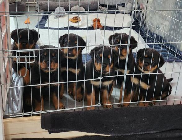 Image 5 of Beautiful chunky rottweiler puppies