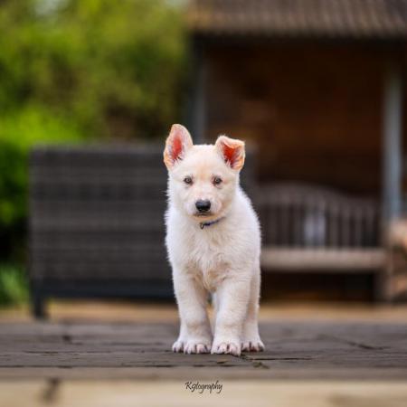 Image 4 of White GSD Puppies for sale