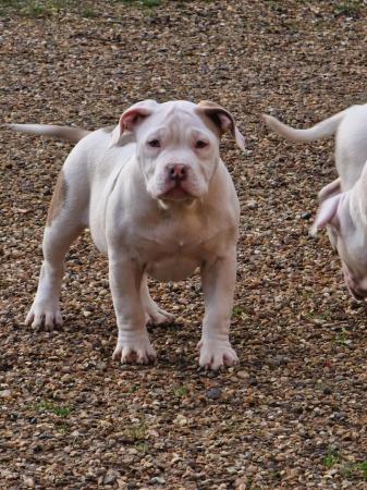Image 2 of *** Poket bullypuppies ***