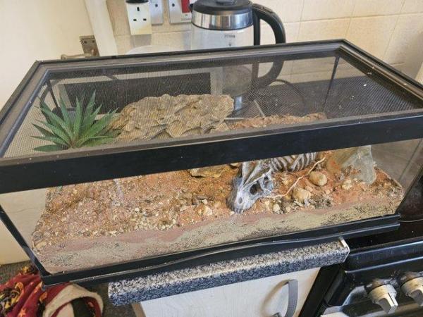 Image 5 of Zoo med glass terrarium,  tarantula  / scorpion